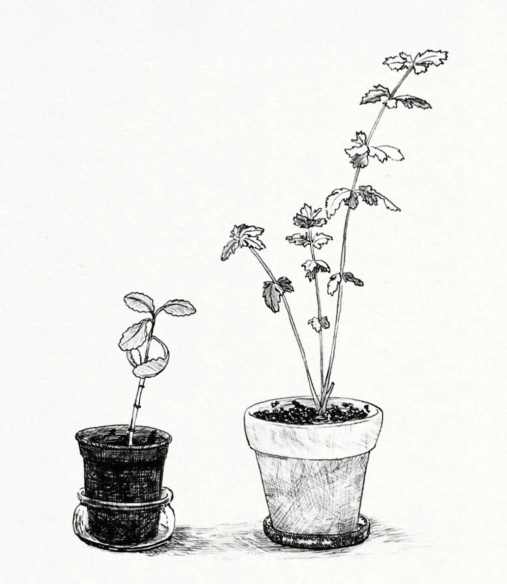 plants drawing