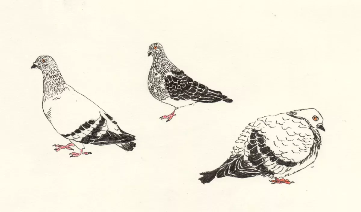 drawings of pigeons