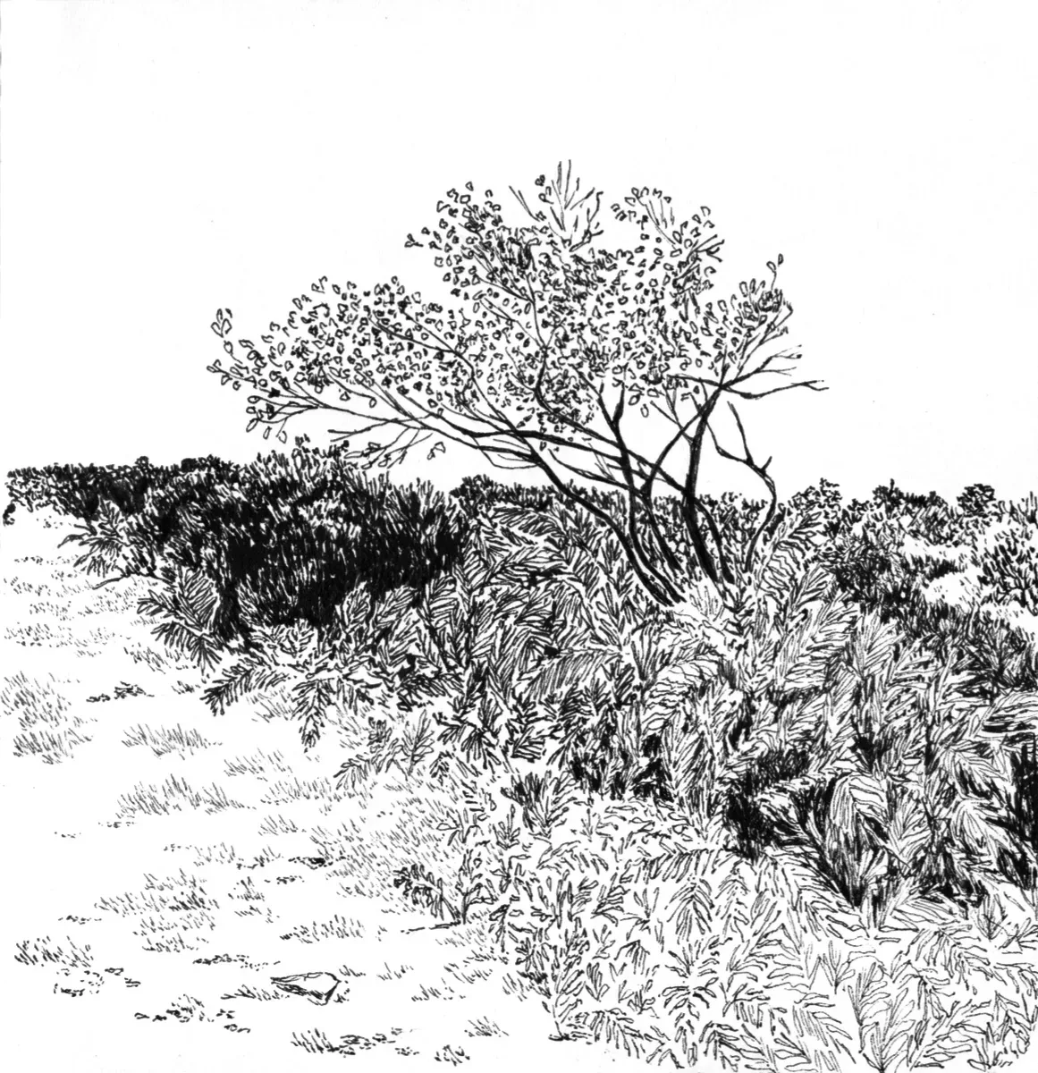 landscape drawing made with black ink