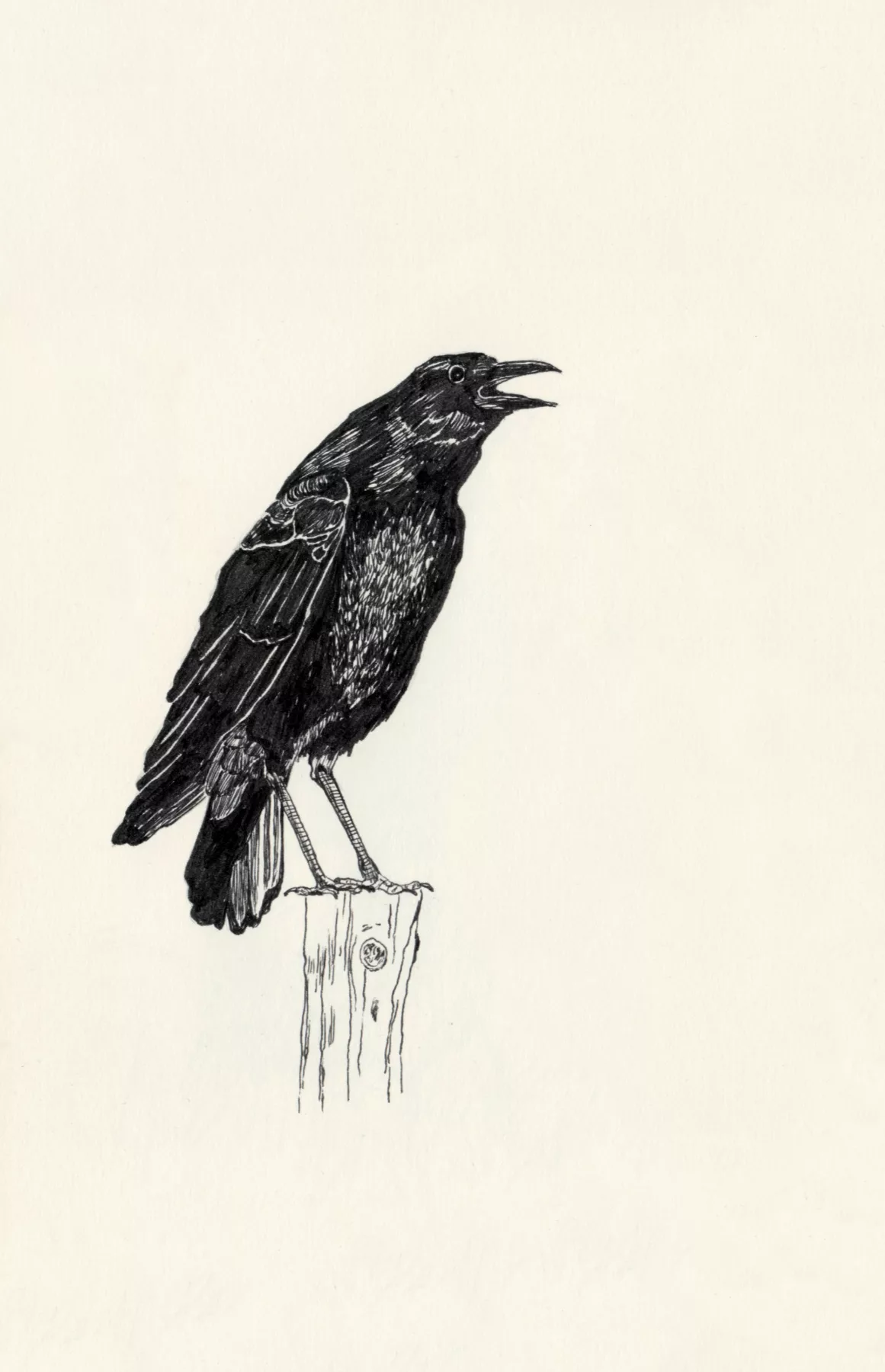 raven ink drawing