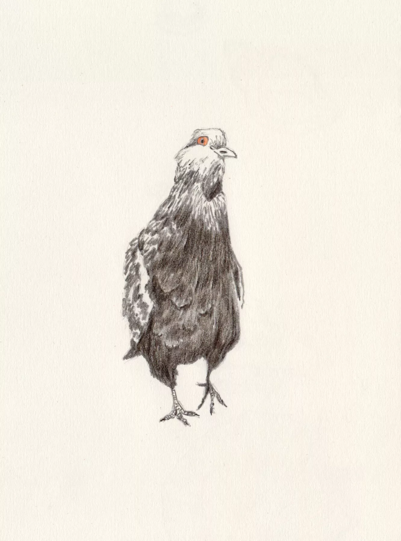 pencil drawing of a pigeon