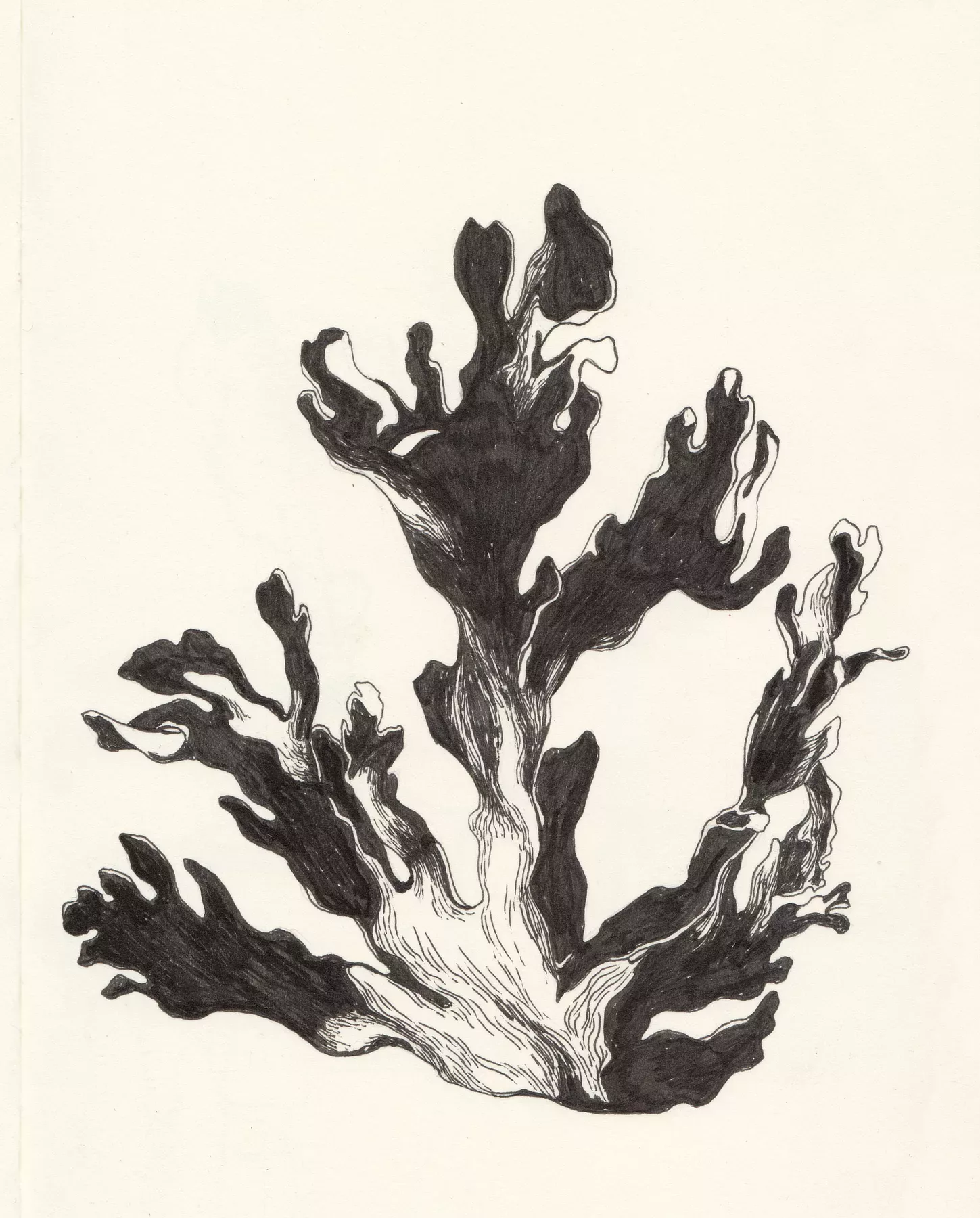 alga ink drawing